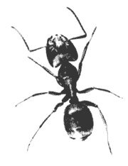 ant